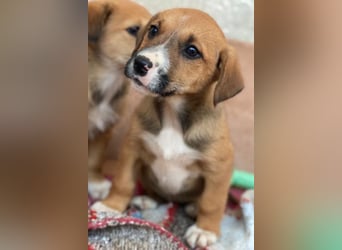 Kelana, geb. ca. 11/2025, lebt in GRIECHENLAND, im städt. Tierheim Serres