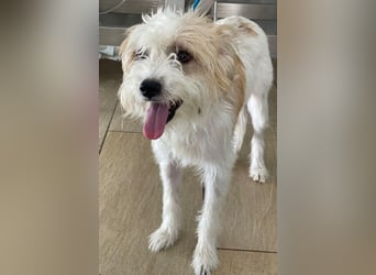 Eko, geb. ca 11/2021, lebt auf einer Pflegestelle in 53940 Hellenthal