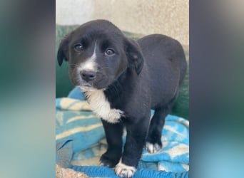 Peach, geb. ca. 10/2025, lebt in GRIECHENLAND, im städt. Tierheim Serres