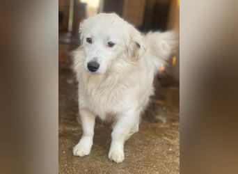 Voddi, geb. ca. 01/2025, lebt in GRIECHENLAND, im städt. Tierheim Serres, 39108 Magdeburg