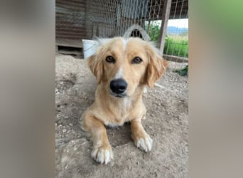 Malie, geb. ca. 06/2025, lebt in GRIECHENLAND, im städt. Tierheim Serres