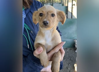 Loni, geb. ca. 08/2025, lebt in GRIECHENLAND, auf einer privaten Pflegestelle