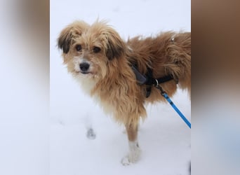 Willi, geb. ca. 09/2023, lebt auf einer Pflegestelle in 30655 Hannover