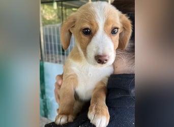 Wanda Rory, geb. ca.08/2025, lebt in GRIECHENLAND, auf einer privaten Pflegestelle