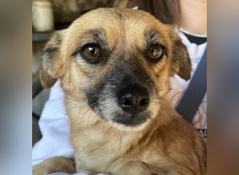 Sana, geb. ca. 11/2023, lebt in GRIECHENLAND, auf einer privaten Pflegestelle