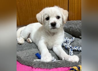 Mary Lou, geb. ca. 10/2025, lebt in GRIECHENLAND, auf einer privaten Pflegestelle