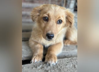 Audrey, geb. ca. 03/2026, lebt in GRIECHENLAND, im städt. Tierheim Serres