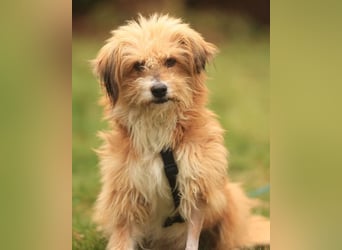 Willi, geb. ca. 09/2023, lebt auf einer Pflegestelle in 30655 Hannover