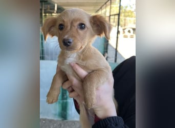 Loni, geb. ca. 08/2025, lebt in GRIECHENLAND, auf einer privaten Pflegestelle