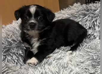 Jody, geb. ca. 10/2025, lebt in GRIECHENLAND, auf einer privaten Pflegestelle