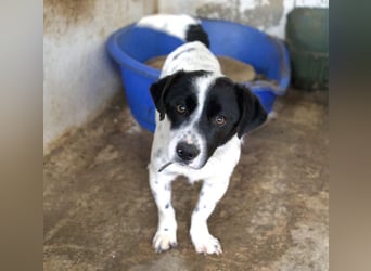 Skittles, geb. ca. 12/2023, lebt in GRIECHENLAND, auf einer privaten Pflegestelle