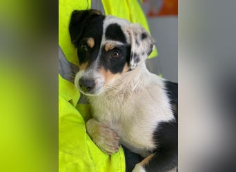 Julia, geb. ca. 08/2025, lebt in GRIECHENLAND, im städt. Tierheim Serres