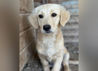 Fina geb. ca. 03/2026, lebt in GRIECHENLAND, im städt. Tierheim Serres