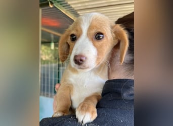 Wanda Rory, geb. ca.08/2025, lebt in GRIECHENLAND, auf einer privaten Pflegestelle