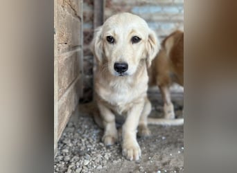 Fina geb. ca. 03/2026, lebt in GRIECHENLAND, im städt. Tierheim Serres