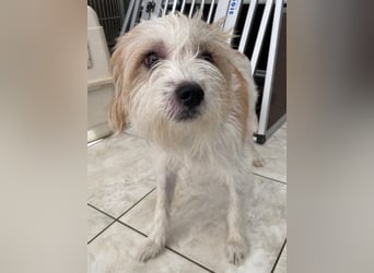 Eko, geb. ca 11/2021, lebt auf einer Pflegestelle in 53940 Hellenthal