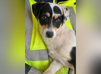 Julia, geb. ca. 08/2025, lebt in GRIECHENLAND, im städt. Tierheim Serres