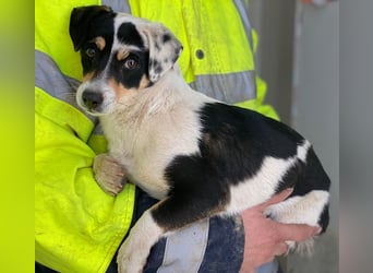 Julia, geb. ca. 08/2025, lebt in GRIECHENLAND, im städt. Tierheim Serres