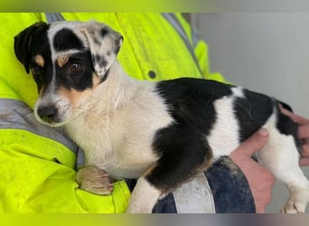 Julia, geb. ca. 08/2025, lebt in GRIECHENLAND, im städt. Tierheim Serres