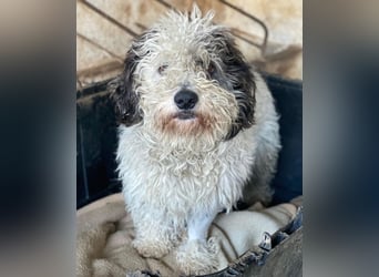 Günni, geb. ca. 12/2023, lebt auf einer Pflegestelle in 45896 Gelsenkirchen