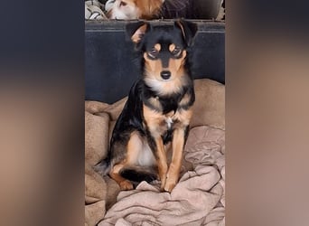 Dio, geb. ca. 01/2025, lebt in GRIECHENLAND, auf einer privaten Pflegestelle