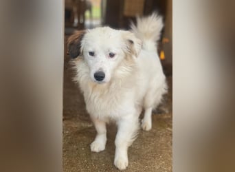 Voddi, geb. ca. 01/2025, lebt in GRIECHENLAND, im städt. Tierheim Serres, 39108 Magdeburg