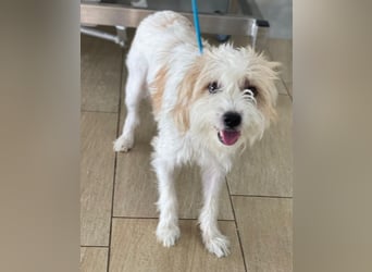 Eko, geb. ca 11/2021, lebt auf einer Pflegestelle in 53940 Hellenthal