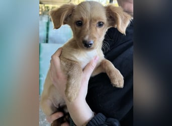 Loni, geb. ca. 08/2025, lebt in GRIECHENLAND, auf einer privaten Pflegestelle