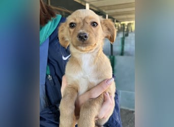 Loni, geb. ca. 08/2025, lebt in GRIECHENLAND, auf einer privaten Pflegestelle