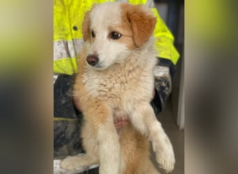 Frederic, geb. ca. 08/2025, lebt in GRIECHENLAND, im städt. Tierheim Serres