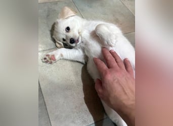 Mary Lou, geb. ca. 10/2025, lebt in GRIECHENLAND, auf einer privaten Pflegestelle