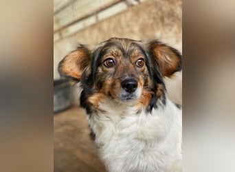Laika, geb. ca. 11/2024, lebt auf einer Pflegestelle in 41462 Neuss