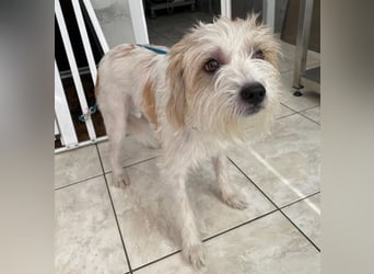 Eko, geb. ca 11/2021, lebt auf einer Pflegestelle in 53940 Hellenthal