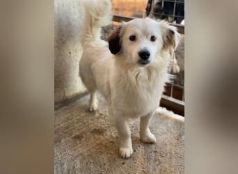 Voddi, geb. ca. 01/2025, lebt in GRIECHENLAND, im städt. Tierheim Serres, 39108 Magdeburg