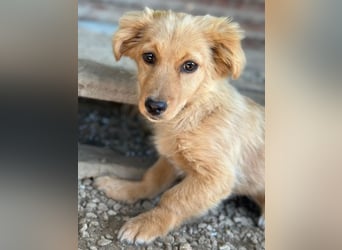 Audrey, geb. ca. 03/2026, lebt in GRIECHENLAND, im städt. Tierheim Serres
