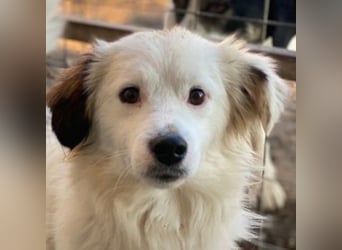 Voddi, geb. ca. 01/2025, lebt in GRIECHENLAND, im städt. Tierheim Serres, 39108 Magdeburg