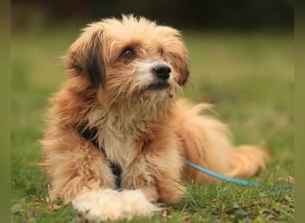 Willi, geb. ca. 09/2023, lebt auf einer Pflegestelle in 30655 Hannover