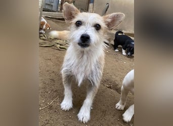 Trulla, geb. ca. 05/2024, lebt auf einer Pflegestelle in 53947 Nettersheim