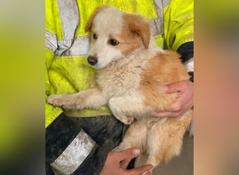 Frederic, geb. ca. 08/2025, lebt in GRIECHENLAND, im städt. Tierheim Serres