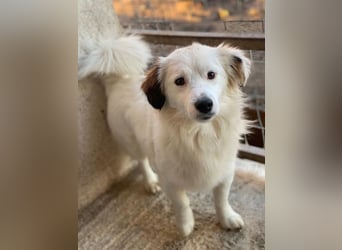 Voddi, geb. ca. 01/2025, lebt in GRIECHENLAND, im städt. Tierheim Serres, 39108 Magdeburg