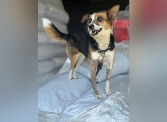 Foxy, geb. ca. 06/2024, lebt in GRIECHENLAND, auf einer privaten Pflegestelle
