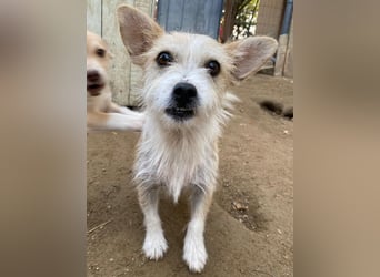 Trulla, geb. ca. 05/2024, lebt auf einer Pflegestelle in 53947 Nettersheim