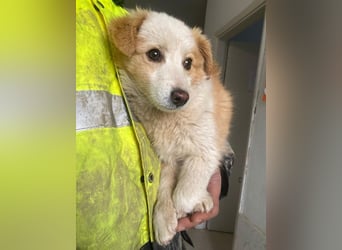 Frederic, geb. ca. 08/2025, lebt in GRIECHENLAND, im städt. Tierheim Serres