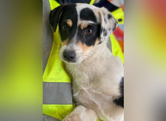 Julia, geb. ca. 08/2025, lebt in GRIECHENLAND, im städt. Tierheim Serres