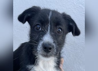 Phoebe, geb. ca. 08/2025 lebt in GRIECHENLAND, auf einer privaten Pflegestelle