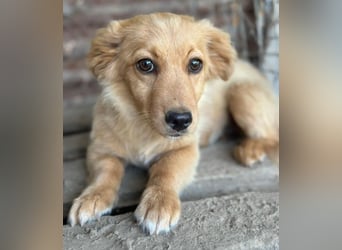 Audrey, geb. ca. 03/2026, lebt in GRIECHENLAND, im städt. Tierheim Serres