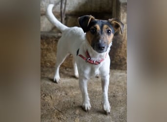 Möök, geb. ca. 04/2025, lebt in GRIECHENLAND, auf einer privaten Pflegestelle