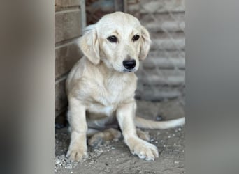 Fina geb. ca. 03/2026, lebt in GRIECHENLAND, im städt. Tierheim Serres