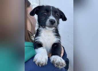 Phoebe, geb. ca. 08/2025 lebt in GRIECHENLAND, auf einer privaten Pflegestelle