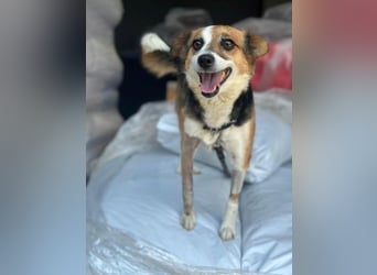 Foxy, geb. ca. 06/2024, lebt in GRIECHENLAND, auf einer privaten Pflegestelle
